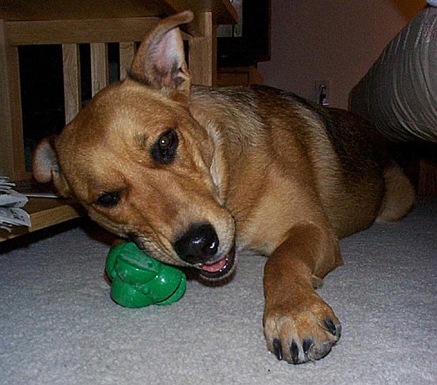 new toy.jpg